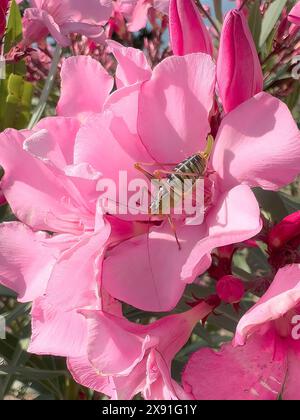 Gros plan du cricket du Bush à dos de selle (Ephippiger ephippiger) assis dans la fleur de laurier rose (Nerium oleander), Crète, Grèce Banque D'Images