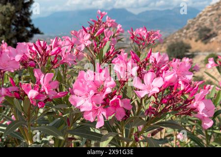 Gros plan de fleurs de laurier rose (Nerium oleander), Crète, Grèce Banque D'Images