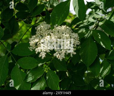 Sambucus nigra, aîné, fleurit à la fin du printemps Banque D'Images