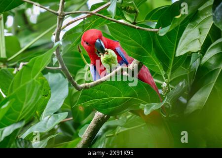 Eclectus de Papou, eclectus à faces rouges ou eclectus de Nouvelle-Guinée, Eclectus roratus, Raja Ampat Biodiversity nature Resort, Waigeo, Raja Ampat, Papouasie occidentale, Banque D'Images