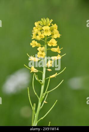 Cresson d'hiver - Barbarea vulgaris Banque D'Images