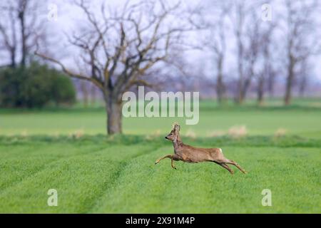 Chevreuil d'Europe (Capreolus capreolus) buck / mâle fuyant au-dessus des champs / terres agricoles au printemps Banque D'Images