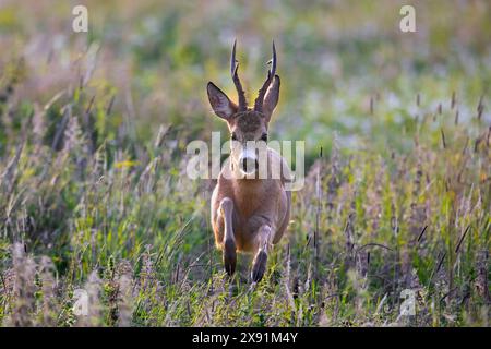 Fuyant le chevreuil européen (Capreolus capreolus) buck / mâle courant vite dans les prairies en été Banque D'Images