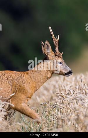 Chevreuil d'Europe (Capreolus capreolus) buck / mâle pendant l'ornière dans le champ de blé / champ de maïs en été Banque D'Images