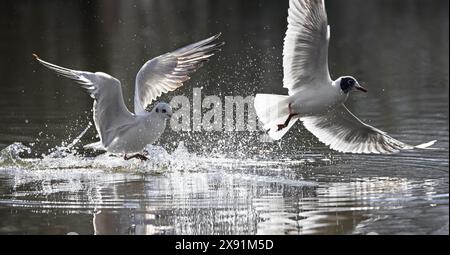 Deux goélands à tête noire (Chroicocephalus ridibundus / Larus ridibundus) dans le plumage hivernal et le plumage reproducteur décollant de la surface de l'eau au printemps Banque D'Images