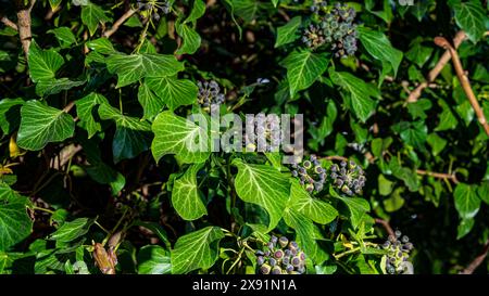 Hedera Helix L. motif de fond de texture Ivy , de nouvelles feuilles fraîches de crampon à feuilles persistantes Banque D'Images