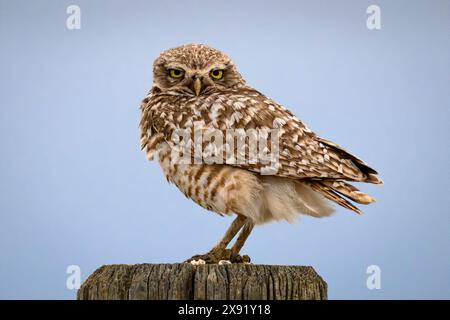 Burrowing Owl sur le panneau, Sage Creek Rim Road, parc national Badlands, Dakota du Sud. Banque D'Images