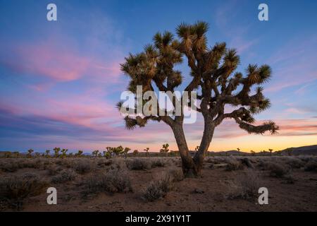 Forêt de Joshua Tree dans le parc national de la Vallée de la mort, Californie. Banque D'Images
