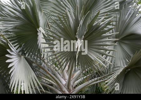 Palmier en éventail de Latania dans le jardin botanique de Culiacan (jardin Botanico Culiacán), Sinaloa, Mexique. Banque D'Images