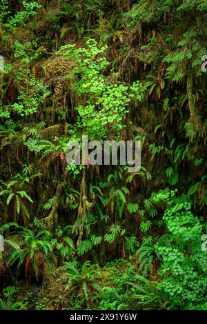 Fougères, mousse et érable à vigne ; sentier Quinault Rainforest, Olympic National Forest, Washington, États-Unis. Banque D'Images