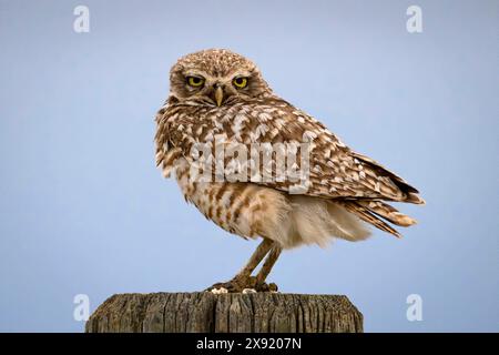 Burrowing Owl sur un panneau, Sage Creek Rim Road, Badlands National Park, Dakota du Sud. Parc national des Badlands Dakota du Sud États-Unis Copyright : xGregxVaughn Banque D'Images