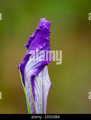 L'iris de l'Oregon fleurit sur le point de déplier l'arboretum du mont Pisgah, dans la vallée de Willamette, Oregon. Eugene Oregon USA Copyright : xGregxVaughnx/xVWPicsx GV24040367FS Banque D'Images