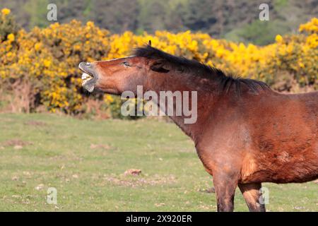 Un poney New Forest brun debout sur l'herbe avec gorse en arrière-plan, face à gauche. Bouche ouverte et dents exposées comme en riant Banque D'Images