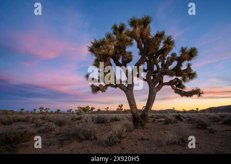 Forêt de Joshua Tree dans le parc national de la Vallée de la mort, Californie. Death Valley National Park California USA Copyright : xGregxVaughnx/xVWPicsx GV22120272 Banque D'Images