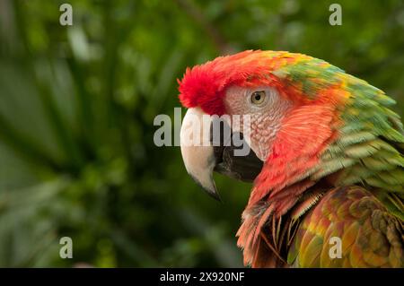 Hybrid Scarlet/Great Green Macaw au parc naturel de Xel-Ha, Riviera Maya, Mexique. Quintana Roo Mexico Copyright : xGregxVaughnx/xVWPicsx GV12050712 Banque D'Images