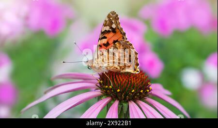 Bannière macro de dame papillon avec des ailes relevées sur coneflower rose, un autre nom est l'amiral rouge, le nom latin est Vanessa cardui dans le jardin. Violet ECHI Banque D'Images