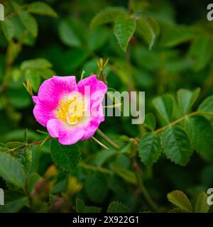 Wild Rose fleurissent au printemps en Colombie-Britannique au Canada Banque D'Images