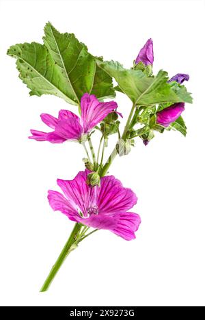 La Grande mauve, Malva sylvestris, est une plante herbacée médicinale bisannuelle. Mauve commune 016818 043 Banque D'Images