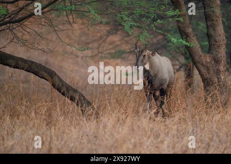 Blue Bull ou Nilgai à Jhalana Banque D'Images