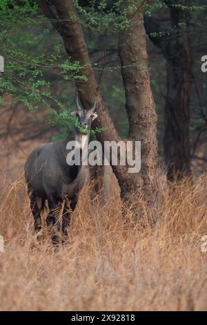 Blue Bull ou Nilgai à Jhalana Banque D'Images