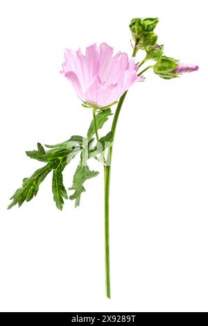 La Grande mauve, Malva sylvestris, est une plante herbacée médicinale bisannuelle. Mauve commune 016818 051 Banque D'Images