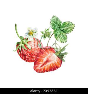 Aquarelle fraise. Baie entière et demi, feuille verte, fleur. Illustration vectorielle. Pour cartes, invitations, couvertures, bannières, thé, jus, confiture, cosmet Illustration de Vecteur