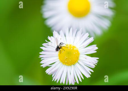 Une petite mouche se perche délicatement sur une fleur blanche au centre jaune vif, entourée de délicats pétales. La scène présente un pollinisateur int Banque D'Images