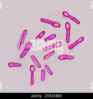 Bacille botulique à Clostridium botulinum. Cette bactérie sécrète une toxine très puissante, le botox, qui inhibe les motoneurones de la contraction musculaire. Image tirée d'une microscopie optique X 1000. Bactéries Clostridium botulinum 016813 003 Banque D'Images