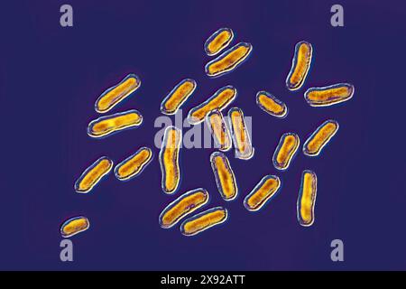 Salmonella est la bactérie responsable de la salmonellose, une maladie d'origine alimentaire très répandue. La salmonellose se caractérise généralement par une poussée aiguë de fièvre, des douleurs abdominales, de la diarrhée, des nausées, une déshydratation sévère, septicémies. Image produite par microscopie optique. Bactéries Salmonella 016813 038 Banque D'Images