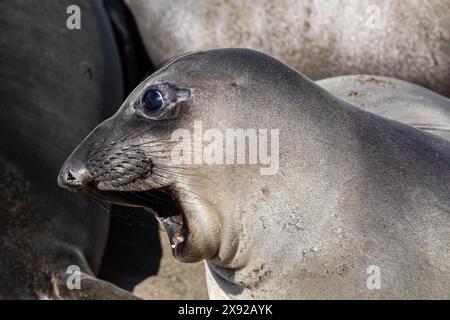 Gros plan, éléphant de mer du Nord (Mirounga angustirostris) à Cambria, Californie. Regardant sur le côté, bouche ouverte. Banque D'Images