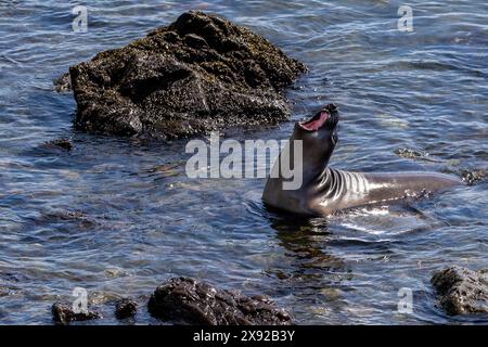 Éléphant de mer du Nord (Mirounga angustirostris) dans l'eau au nord de Cambria, Californie. Tête en arrière, bouche ouverte, appel. Banque D'Images