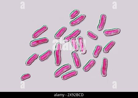 Salmonella est la bactérie responsable de la salmonellose, une maladie d'origine alimentaire très répandue. La salmonellose se caractérise généralement par une poussée aiguë de fièvre, des douleurs abdominales, de la diarrhée, des nausées, une déshydratation sévère, septicémies. Image produite par microscopie optique. Bactéries Salmonella 016813 037 Banque D'Images