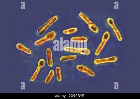 Bacille botulique à Clostridium botulinum. Cette bactérie sécrète une toxine très puissante, le botox, qui inhibe les motoneurones de la contraction musculaire. Image tirée d'une microscopie optique X 1000. Bactéries Clostridium botulinum 016813 002 Banque D'Images