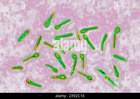 Clostridium tetani ou bacille de NicolaÃer est la bactérie responsable du tétanos. Même une contamination minimale dans une plaie conduit à la production d'une toxine neurotrope, la tétanospasmine, qui se lie au système nerveux central, causant des contractures et une paralysie. Image produite par microscopie optique. Bacille tétanique 016813 058 Banque D'Images