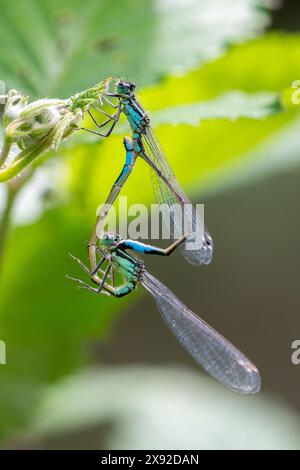 Paire d'accouplement de damoiselle à queue bleue (Ischnura elegans), Hampshire, Angleterre, Royaume-Uni Banque D'Images