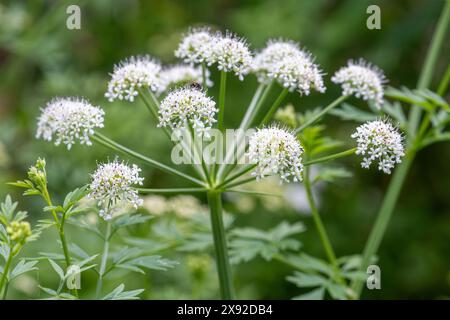 L'hydrodropwort de Hemlock (Oenanthe crocata), une plante toxique ou fleur sauvage, ombellifère floraison pendant mai, Angleterre, Royaume-Uni Banque D'Images