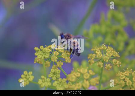 Détail d'une abeille en latin Apis mellifera, abeille européenne ou occidentale assise sur la fleur jaune gros plan. Banque D'Images