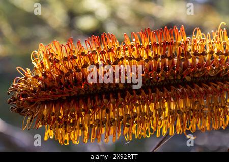 Gros plan sur les parties de fleurs de Banksia australiennes Heath Banque D'Images