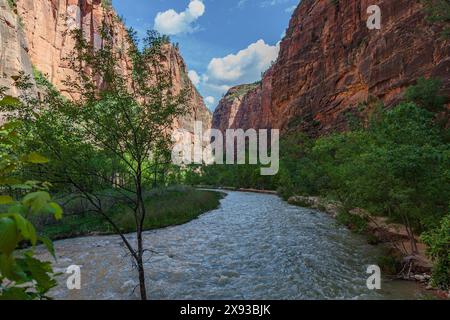 Virgin River s'étend entre des formations rocheuses de grès le long de Riverside Walk dans la zone Temple of Sinawava du parc national de Zion, Utah Banque D'Images