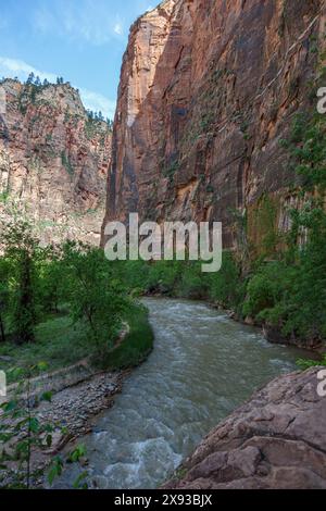 Virgin River s'étend entre des formations rocheuses de grès le long de Riverside Walk dans la zone Temple of Sinawava du parc national de Zion, Utah Banque D'Images