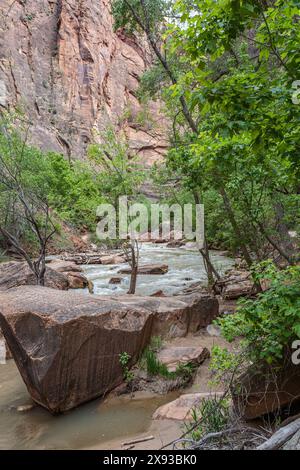 Virgin River s'étend entre des formations rocheuses de grès le long de Riverside Walk dans la zone Temple of Sinawava du parc national de Zion, Utah Banque D'Images