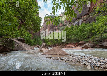 Virgin River s'étend entre des formations rocheuses de grès le long de Riverside Walk dans la zone Temple of Sinawava du parc national de Zion, Utah Banque D'Images