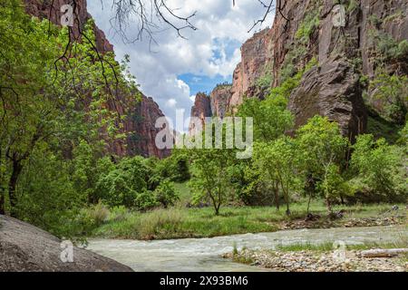 Virgin River s'étend entre des formations rocheuses de grès le long de Riverside Walk dans la zone Temple of Sinawava du parc national de Zion, Utah Banque D'Images