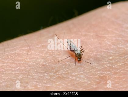 Un moustique a collé sa proboscis dans la peau et boit du sang Banque D'Images