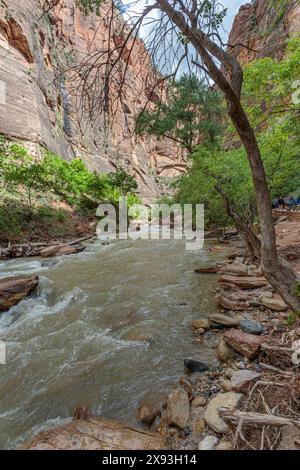 Virgin River s'étend entre des formations rocheuses de grès le long de Riverside Walk dans la zone Temple of Sinawava du parc national de Zion, Utah Banque D'Images