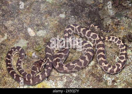 Python australien à échelle brute, Morelia carinata Banque D'Images