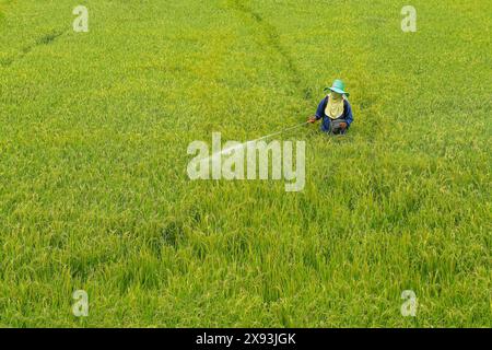 agriculteur pulvérisant des pesticides dans le champ de riz Banque D'Images