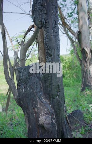 Tronc d'arbre brûlé dans la forêt. Banque D'Images