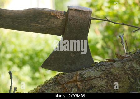 Gros plan d'une hache altérée dans une souche d'arbre entourée d'une végétation luxuriante. Parfait pour les thèmes de la menuiserie, du jardinage et des outils rustiques. Banque D'Images