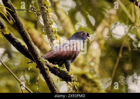 Gros plan d'un perroquet ailé de bronze Pionus chalcopterus. Un perroquet est assis sur une branche d'arbre dans la jungle Banque D'Images